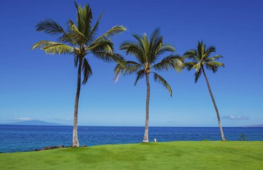 Kum, okyanus, palmiye yaprakları, palmiye ağaçları ve mavi gökyüzü olan tropik deniz plajı. Yaz sahili geçmişi.