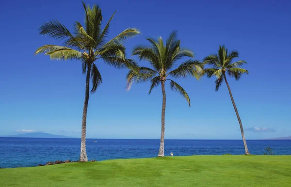 Playa tropical con arena, océano, hojas de palmeras, palmeras y cielo azul. Fondo de playa de verano. — Foto de Stock
