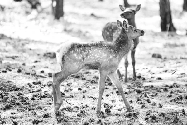 Herten Fawn, Bambi, Capreolus. Witstaartjonge reeën. Mooie wilde dieren bok. — Stockfoto