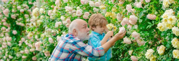 Grand-père et petit-enfant, bannière printanière. Vieux et jeunes. Concept d'âge de la retraite. Petite aide dans le jardin. — Photo