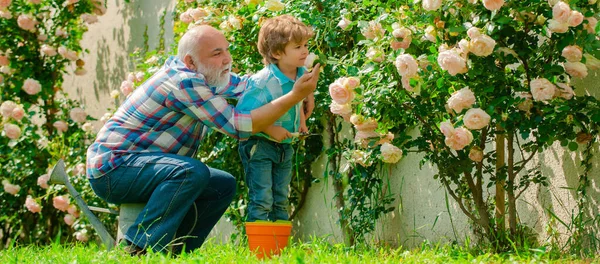 Дедушка работает в саду возле цветочного сада. Дедушка и внук, весеннее знамя. — стоковое фото