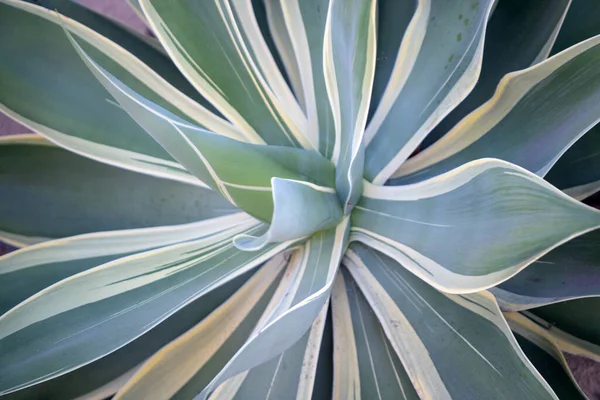 Agave. Kaktus backdround, kaktusdesign eller cactaceae mönster. — Stockfoto