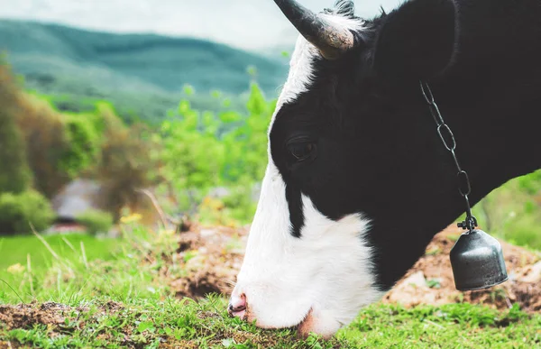 Cow eating grass. Cows on a nature.