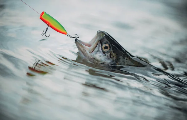 Vliegvissen op forel. Bruine forel vissen. De visserij werd een populaire recreatieve activiteit. Visser en trofee forel. sportvissen. Visforel op een haak. — Stockfoto