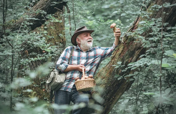 Setas en el bosque, el abuelo cazando setas sobre el fondo del bosque de verano. Champiñones de verano. Picador de champiñones. La búsqueda de setas en el bosque. —  Fotos de Stock