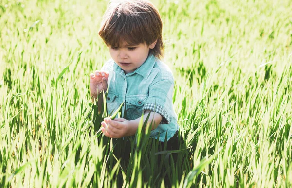 Γεωργικές και γεωργικές καλλιέργειες. Ανοιξιάτικη κηπουρική. Πορτρέτο του παιδιού κηπουρού που μεταφέρουν συγκομίζονται στην εκμετάλλευση. — Φωτογραφία Αρχείου