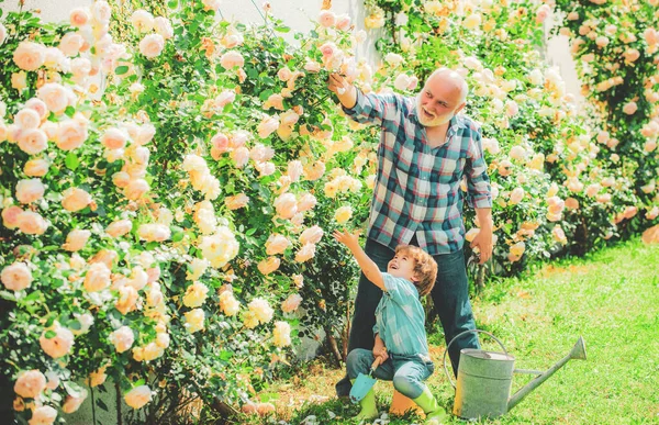 Милый мальчик поливает цветы в летнем саду. Дедушка с внуком, работающим в саду. Фермерская семья. Отец и сын. Поколение. Садоводческое хобби . — стоковое фото
