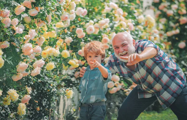 バラの花で庭で楽しむおじいちゃんと孫。お父さんは小さな息子のケア植物を教えています。春の花を持つ幸せな庭師。職場のプロの庭師. — ストック写真