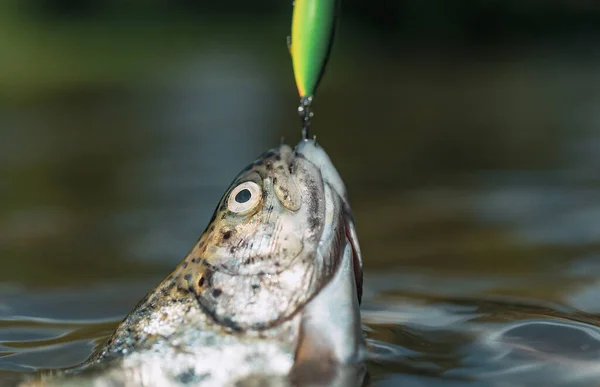 Wędkowanie na kołowrotku. Brązowy pstrąg złapany w sieć rybacką. Pstrąg. Łowienie przynęt. Wędkarstwo - relaksujące i przyjemne hobby. — Zdjęcie stockowe