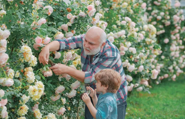 Jardinería - Abuelo jardinero en el jardín soleado plantación de rosas. Abuelo trabajando en el jardín cerca del jardín de flores. Jardinería con niños . — Foto de Stock