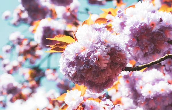 Κεράσι ανθισμένα δέντρα. Ανοιξιάτικα λουλούδια. Φεστιβάλ Sakura. — Φωτογραφία Αρχείου