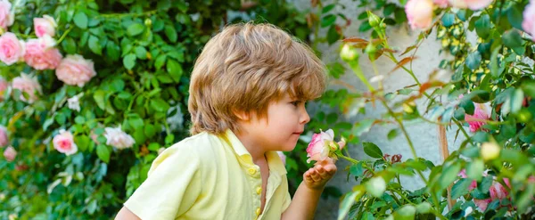 Μπάνερ με ανοιξιάτικο παιδικό πορτρέτο. Παιδί σε κήπο με τριαντάφυλλα μυρίζει λουλούδι. Άνοιξη και καλοκαίρι αγόρι μου. Μικρό αγόρι μυρίζει λουλούδια υπαίθρια. — Φωτογραφία Αρχείου