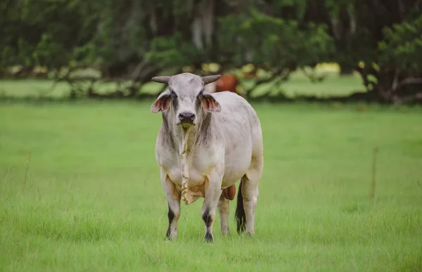Kravské mléko. Mléčná kráva. Kráva na letních pastvinách. Koncept čerstvýho kravskýho mléka. — Stock fotografie