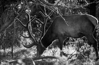 Beyaz kuyruklu geyik. Roe geyiği, Capreolus. Vahşi hayvan yaban hayatı geyiği.