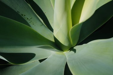 Agave yeşili. Kaktüs sırtı, kaktüs tasarımı ya da kaktaceae deseni.