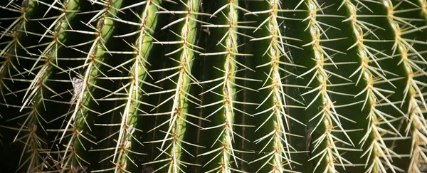 Kaktus backdround, kaktusdesign eller cactaceae mönster. — Stockfoto