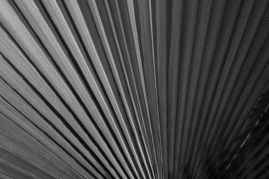 Tropik yeşil arka plan. Hindistan cevizi palmiyeleri yeşil doku arka planı. Gökyüzünde tropik hindistan cevizi ağaçları, doğa arka planı.