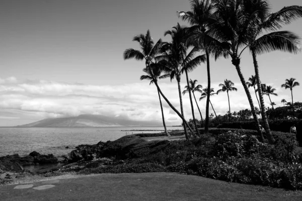 Palmiye ağaçları ve gökyüzü olan güzel bir sahil. Yaz tatili tatil geçmişi kavramı. Hawaii Cennet Sahili. Lüks seyahat yaz tatili geçmişi. — Stok fotoğraf