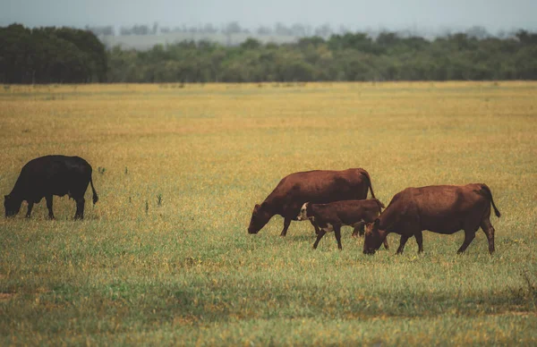 Rét legeltetett tehenekkel és borjúkkal Nyáron tehéncsorda legelészik egy legelőn. Aranyos kis borjak legelnek tehenekkel. Mezőgazdasági háttér. — Stock Fotó