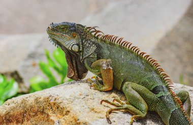 İguana ejderhası yaklaş. Florida 'da vahşi yaşam sürüngeni. Yeşil Çar