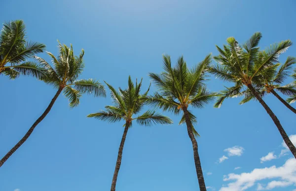 热带棕榈叶背，椰子树。夏天热带岛屿，度假模式。棕榈墙纸. — 图库照片