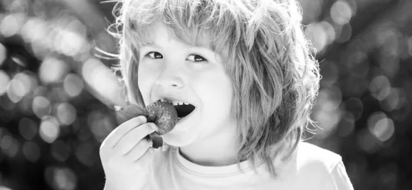 Happy child eats strawberries. Kids pick fresh organic strawberry. — Stock Photo, Image