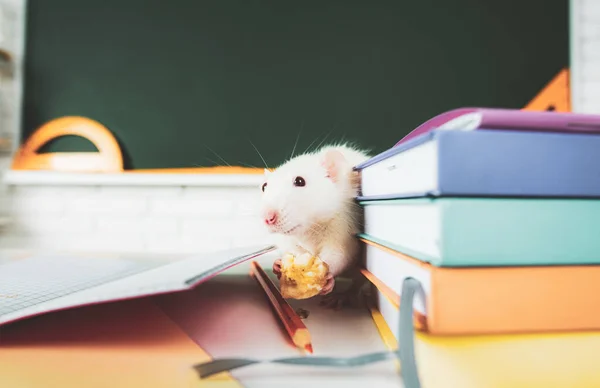 Terug naar school. Onderwijs, wetenschapsconcept met rat. — Stockfoto