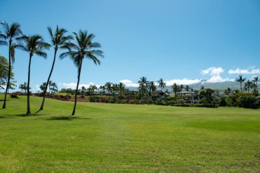 Avuç içi manzarası. Gökyüzünde tropik hindistan cevizi ağaçları, doğa arka planı.