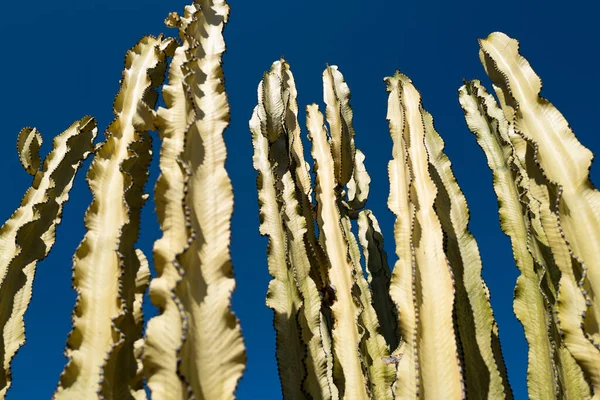 Kaktus v poušti na pozadí oblohy, kaktusy nebo kaktusovité vzor. — Stock fotografie