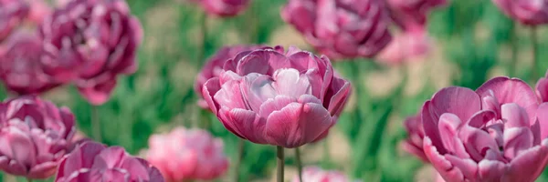 Bandiera di primavera, sfondo fiorito. Tulipani in giardino fiorito di primavera. Fiori di tulipano rosa fioriti in primavera. — Foto Stock
