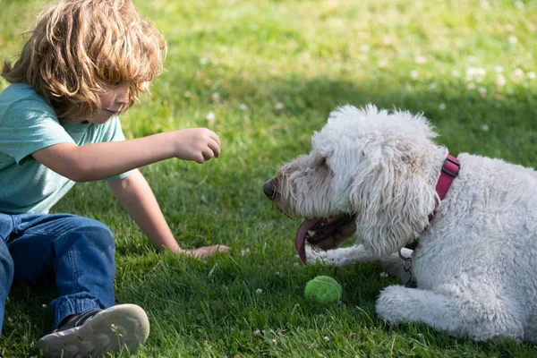 Retrato de um menino brinca com um cão ao ar livre. Jogos de bola de estimação. — Fotografia de Stock