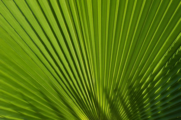 Folhas de palma tropicais com fundo abstrato de textura verde. Textura de padrão verde tropical. — Fotografia de Stock