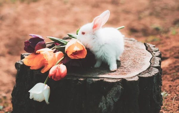 Easter bunny rabbit. Happy easter and funny Easter day. Cute bunny. — Stock Photo, Image