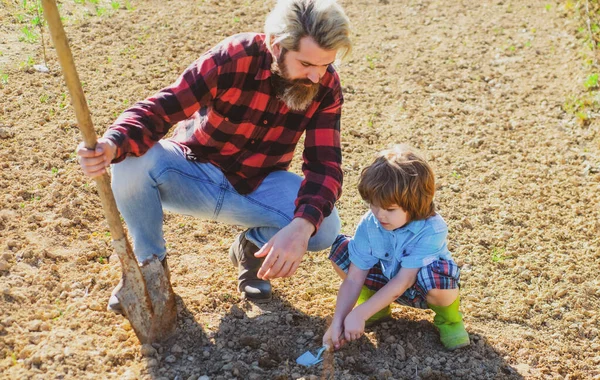 Baba ve oğul bahçede. Ekme ve bahçecilik konsepti. Bahar hasadı. — Stok fotoğraf