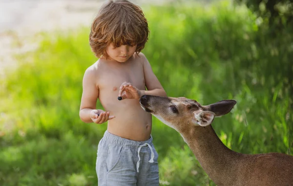 Unité avec la nature. Un enfant mignon nourrit un faon. Joli garçon avec un animal gracieux au parc. Adaptation des enfants. — Photo