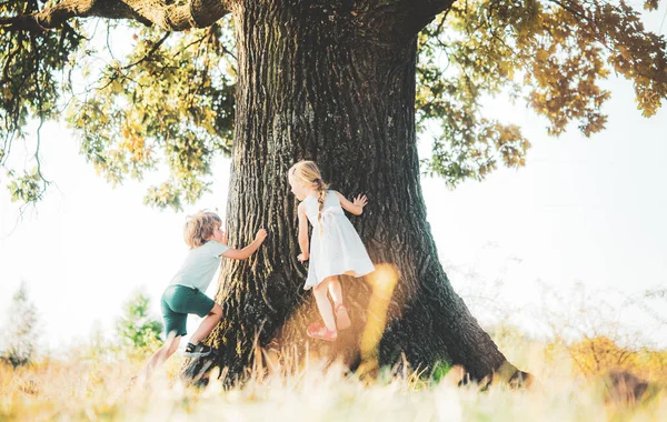 Liten söt småbarn pojke och flicka som har roligt och klättra på träd i sommarskogen. Barn på ett stort träd. — Stockfoto