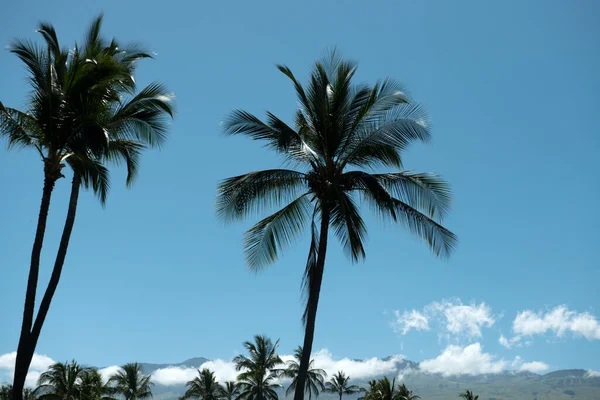 Palmeras paisaje. Palmeras en el cielo azul, palmeras en la costa tropical, cocoteros. —  Fotos de Stock
