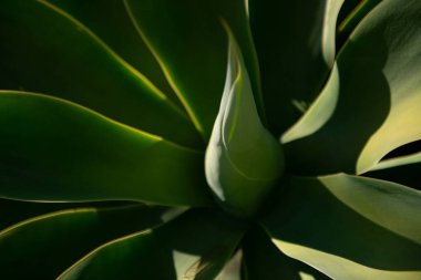 Agave kaktüsü. Kaktüs sırtı, kaktüs tasarımı ya da kaktaceae deseni.