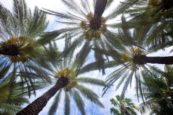 Fundo de árvores tropicais. Coco Palms no céu azul. Verão exótico natureza fundo, folhas verdes, paisagem natural. Verão ilha tropical, férias ou padrão de férias. Palmas fundo verde. — Fotografia de Stock