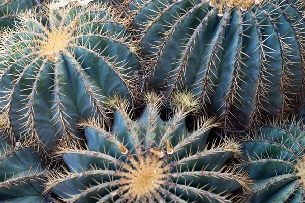 Kaktusar spetsade. Kaktus-, kaktus- eller cactaceae-mönster. — Stockfoto