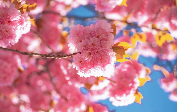 桜。Sacura 桜の木。枝の繊細な春の花。春。青色の背景色と雲と春の花。日本の桜。プルナスの serrulata. — ストック写真