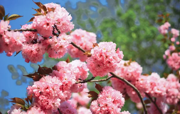 Sakura φεστιβάλ. Κεράσι ανθίσει. Sacura κερασιά. Μαργαρίτα λουλούδι, ανθοφορίας λουλούδια μαργαρίτα στο λιβάδι. Άνθος δέντρο πέρα από το υπόβαθρο της φύσης. Ανοιξιάτικα λουλούδια. — Φωτογραφία Αρχείου