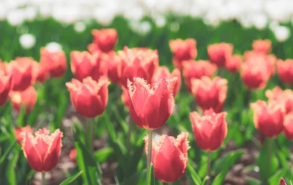 Campo di tulipani. Fiori di primavera tulipani . — Foto Stock