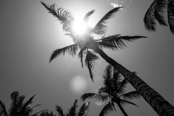 Tropical trees background. Coco palms on blue sky. Palms wallpaper. — Stock Photo, Image