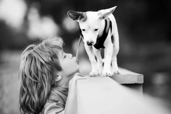 เกมเด็กและลูกสุนัข เด็กน่ารักเล่นกับสุนัขผสม Chihuahua . — ภาพถ่ายสต็อก