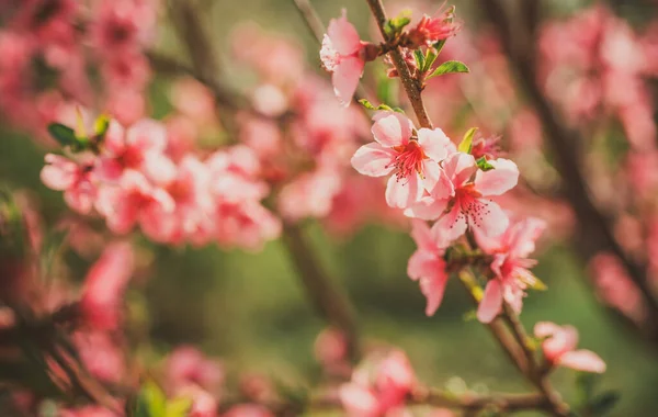 Pembe çiçek ağacı brakası. Çiçek açan ağaçlarla İlkbahar doğası. — Stok fotoğraf
