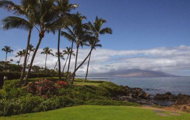 Palmiye ağaçları ve gökyüzü olan güzel bir sahil. Yaz tatili tatil geçmişi kavramı. Hawaii Cennet Sahili. Lüks seyahat yaz tatili geçmişi.