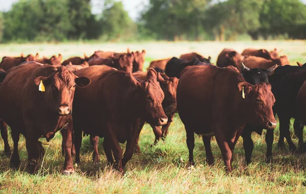 Vaca lechera pastando en un campo. Manada de vacas pastando en un pasto en verano. Concepto de ganadería, cría, leche y producción de carne. Las vacas en un pasto de verano. —  Fotos de Stock