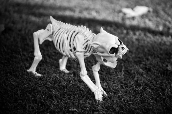 Decoração do Dia das Bruxas. Esqueleto de Halloween de cão assustador. — Fotografia de Stock