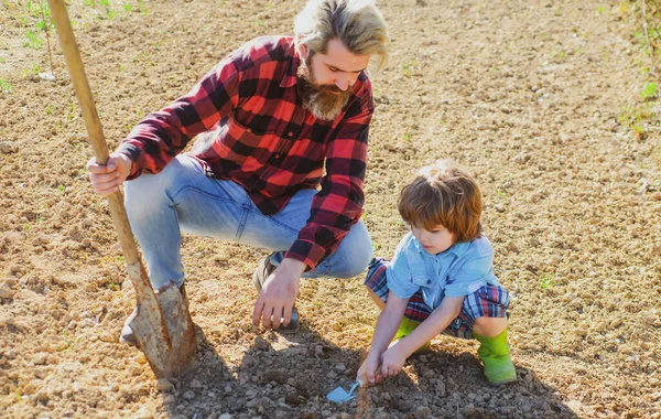 Baba oğluyla ekiyor. Baba ve çocuk bahçede bahçıvanlık yapıyor. Bitki yetiştiriyorum. Bahar hasadı. — Stok fotoğraf